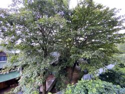 38 Jervois (D10), Apartment #581906921